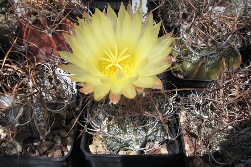 Astrophytum capricorne cv. Crassispinoides 