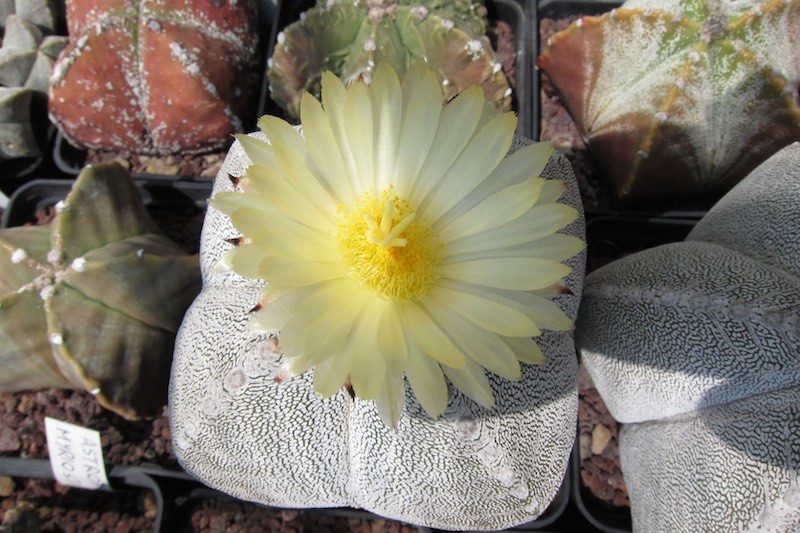 Astrophytum myriostigma f. quadricostatum cv. onzuka 