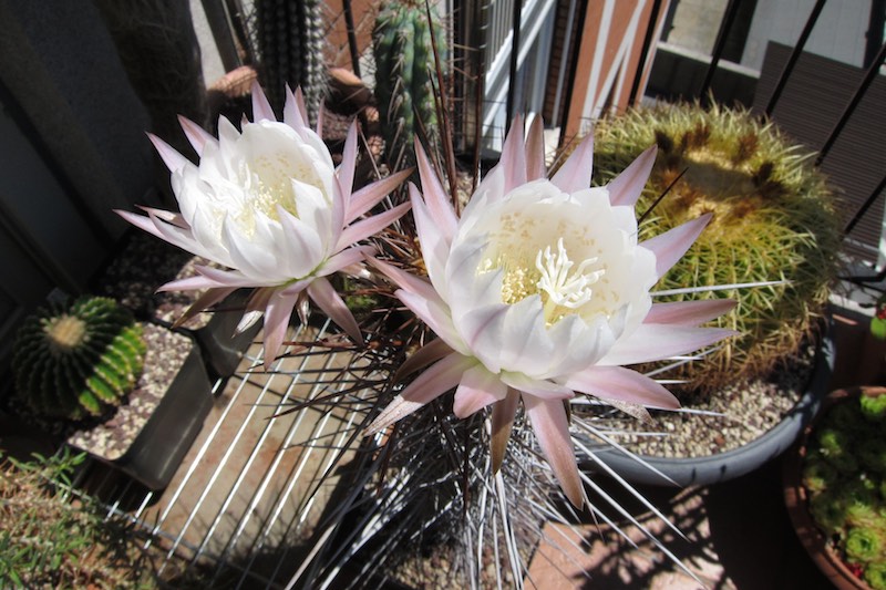 Trichocereus fulvilanus 