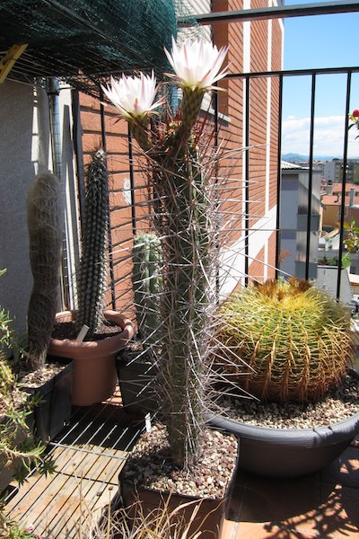 Trichocereus fulvilanus 