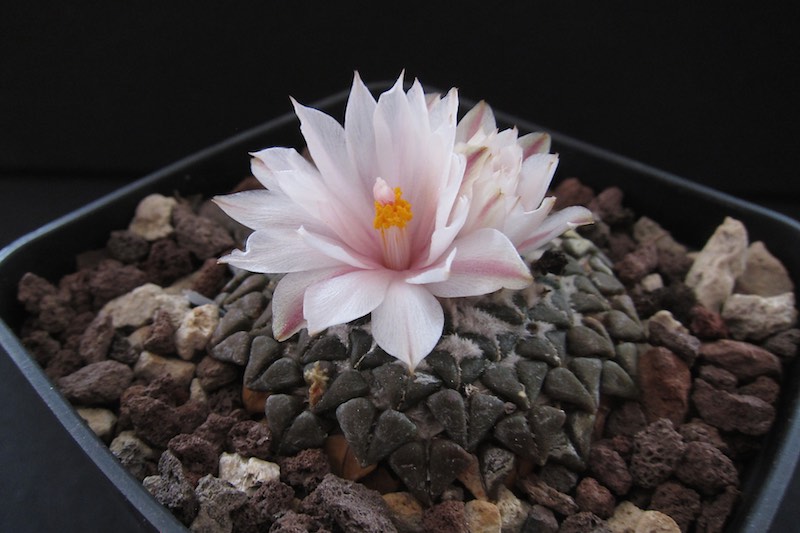 Ariocarpus kotschoubeyanus v. albiflorus 