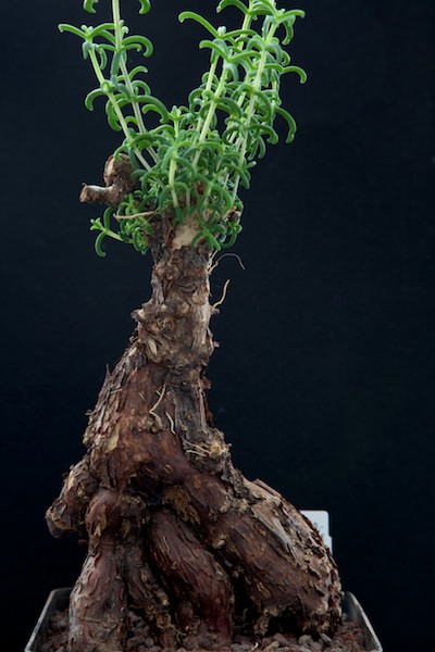 Mestoklema tuberosum 