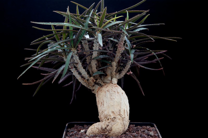 Euphorbia waringiae 