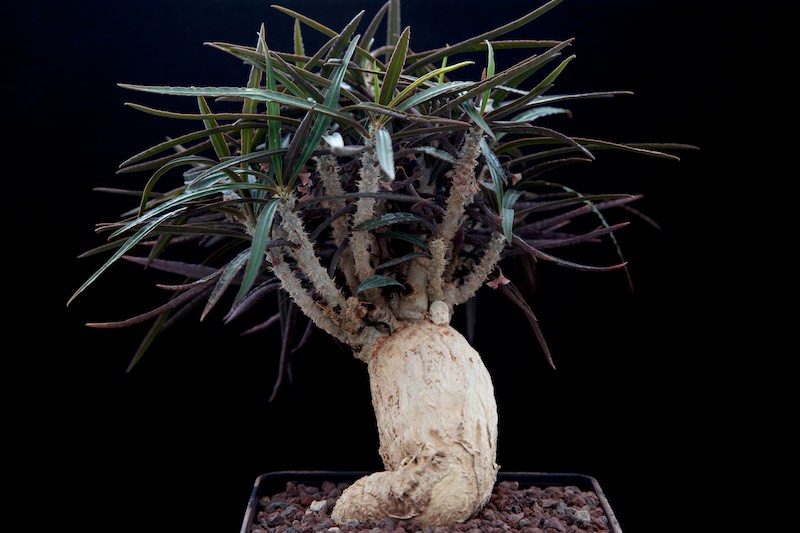 Euphorbia waringiae 