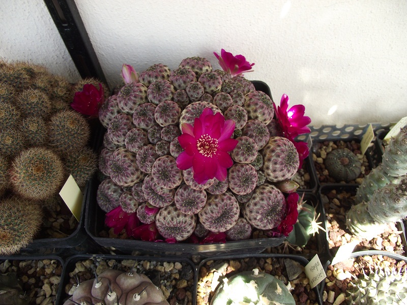 Sulcorebutia rauschii v. violacidermis 