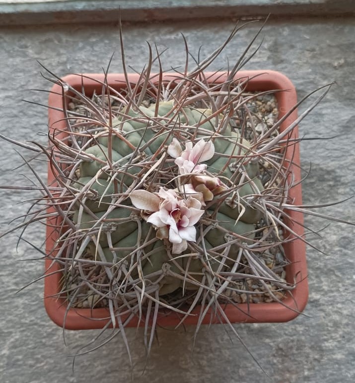 Gymnocalycium cardenasianum 