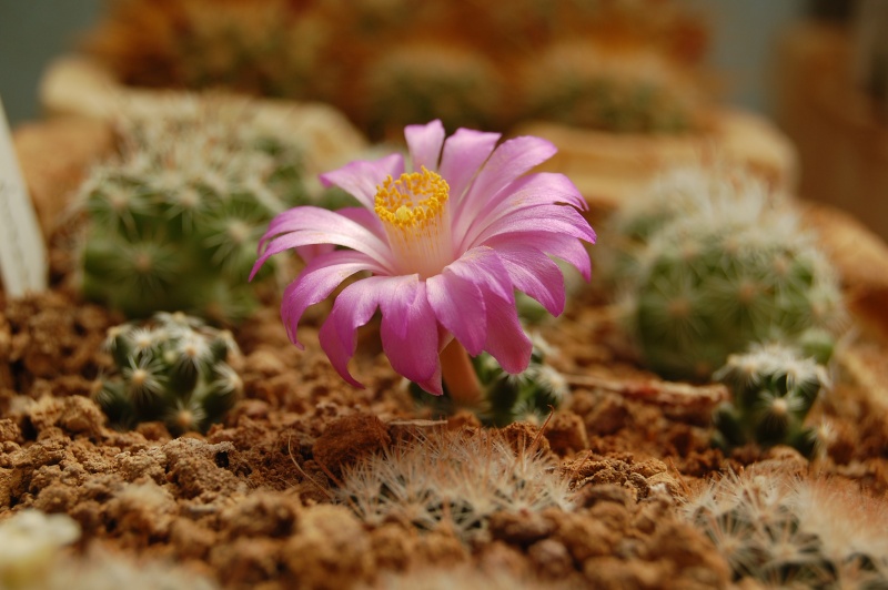 Mammillaria saboae ssp. roczekii 