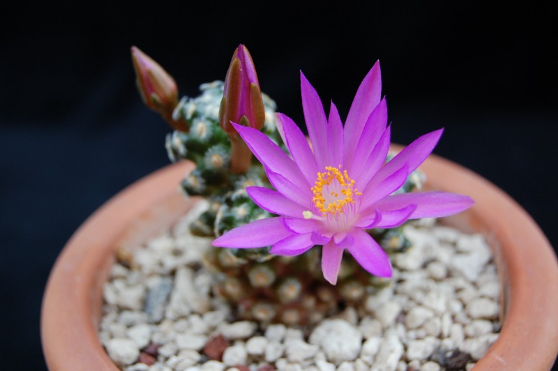 Mammillaria saboae ssp. haudeana 