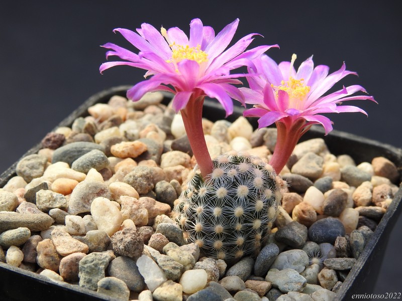 Mammillaria saboae ssp. goldii mh 30