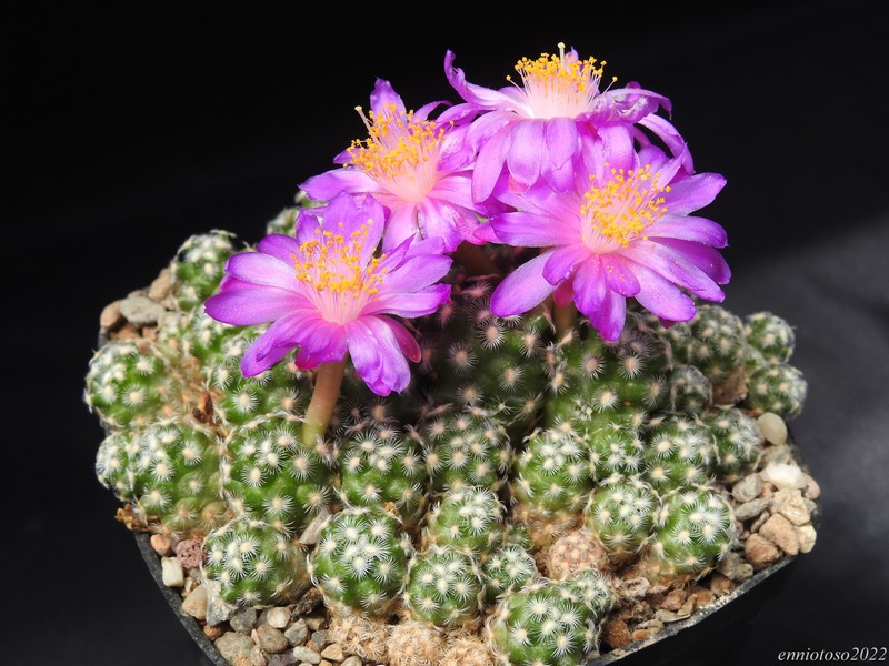 Mammillaria saboae ssp. haudeana 