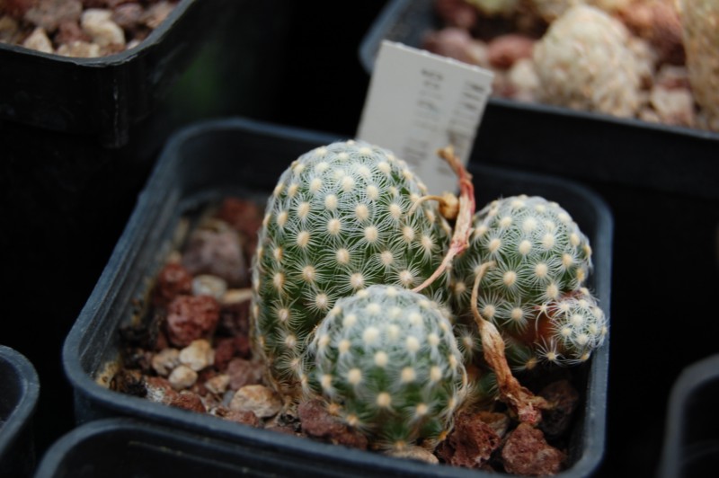 Mammillaria saboae ssp. goldii 