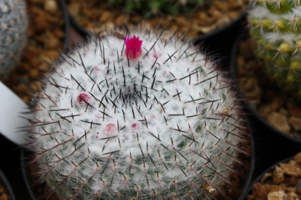 Mammillaria saetigera ssp. woodsii ROG 578