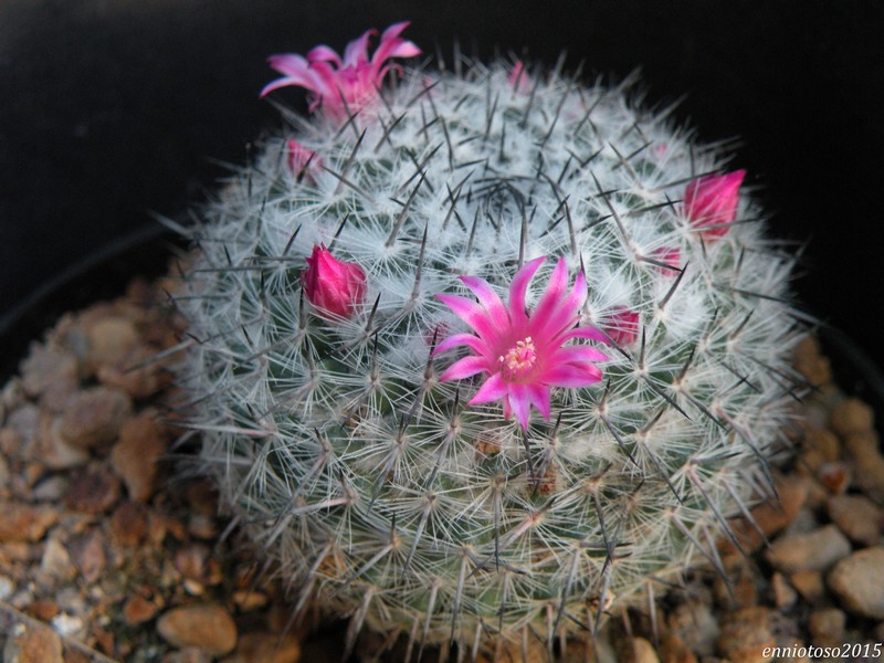 Mammillaria saetigera ssp. woodsii ROG 578