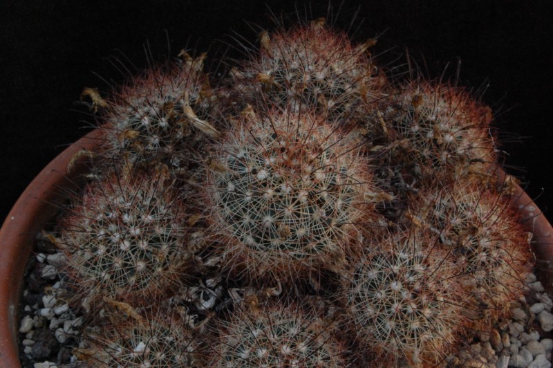 Mammillaria carretii 