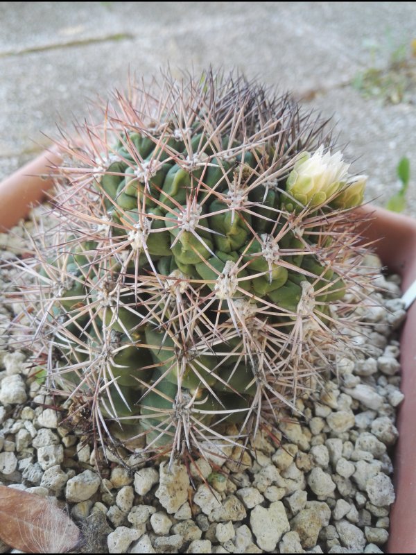 Gymnocalycium saglionis 