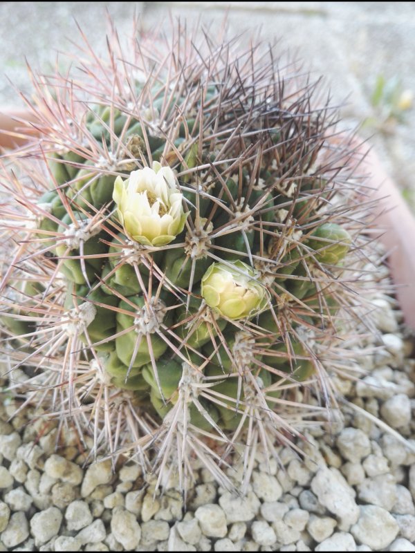 Gymnocalycium saglionis 