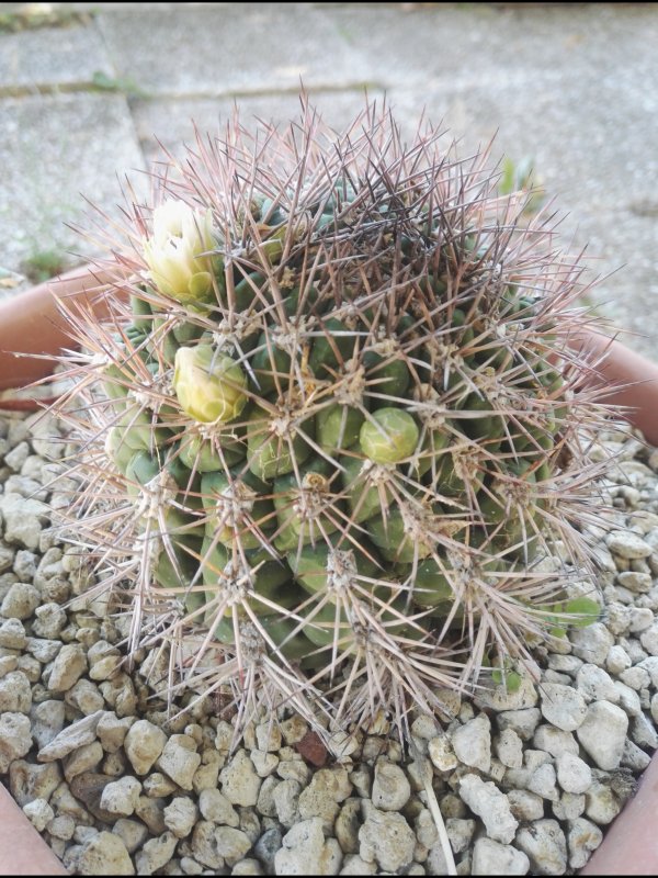 Gymnocalycium saglionis 