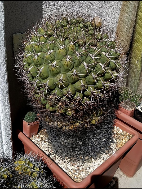 Gymnocalycium saglionis 