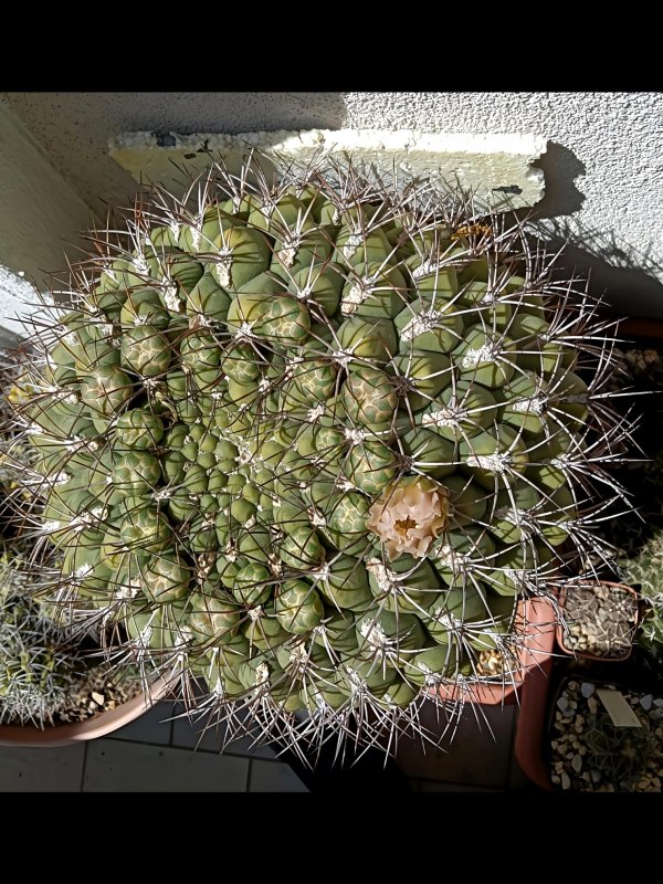 Gymnocalycium saglionis 