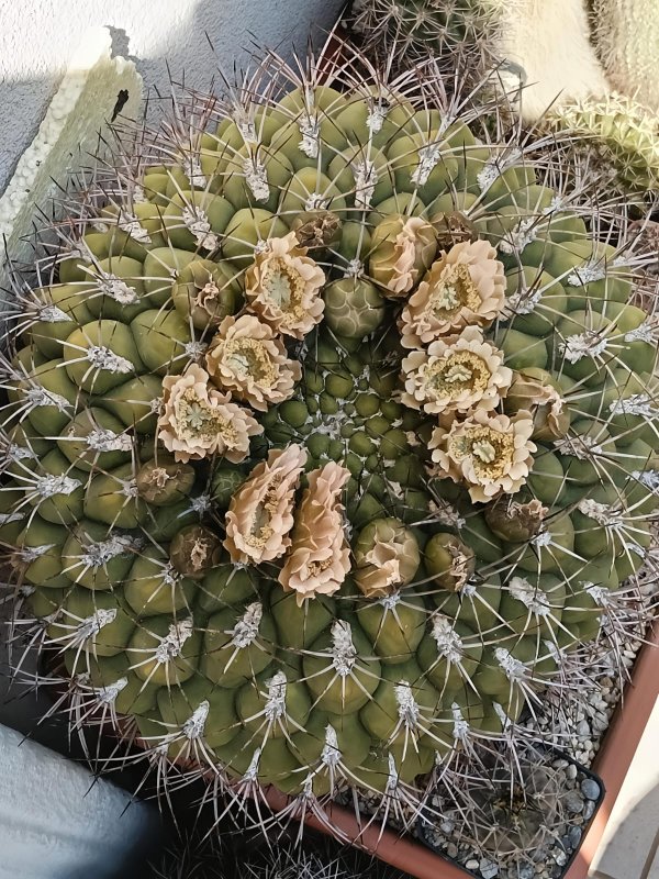 Gymnocalycium saglionis 