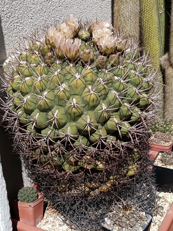 Gymnocalycium saglionis 