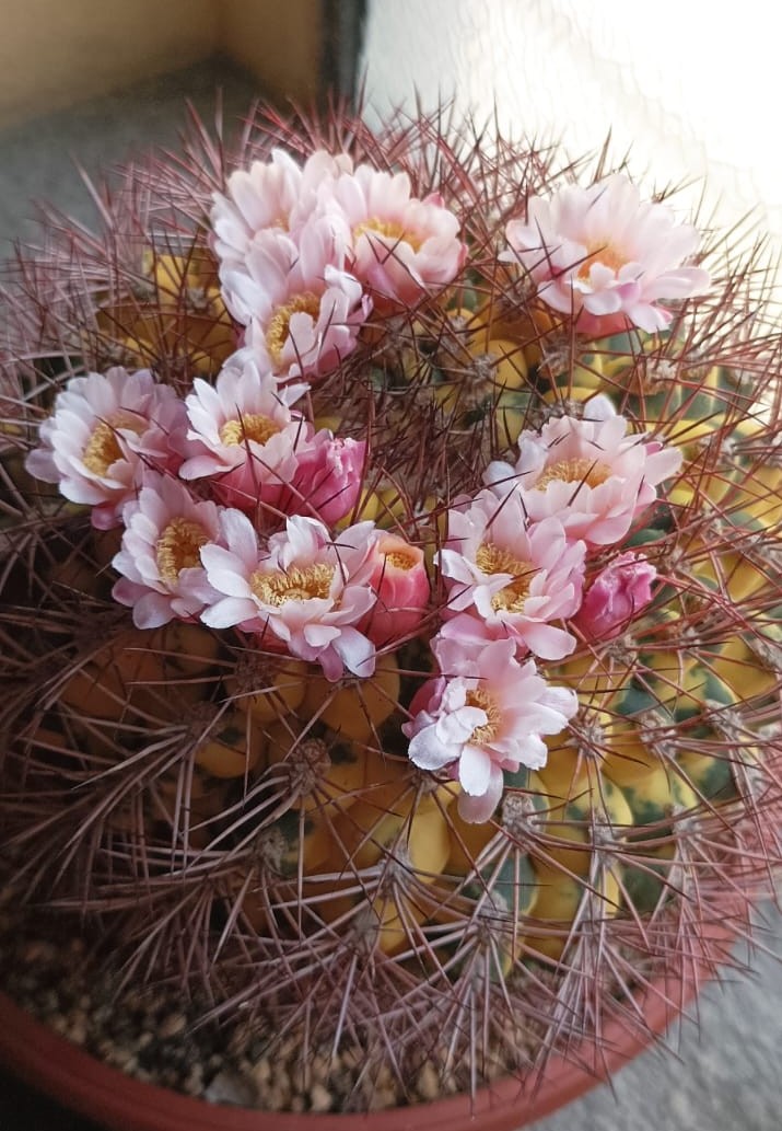 Gymnocalycium saglionis 