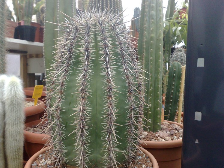 Carnegiea gigantea 