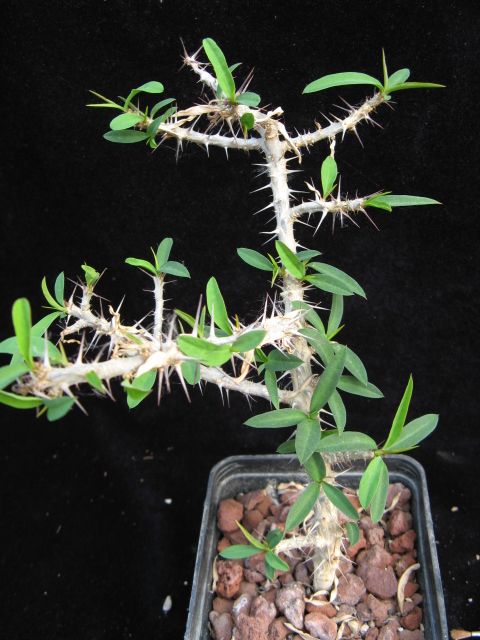 Euphorbia sakarahensis 