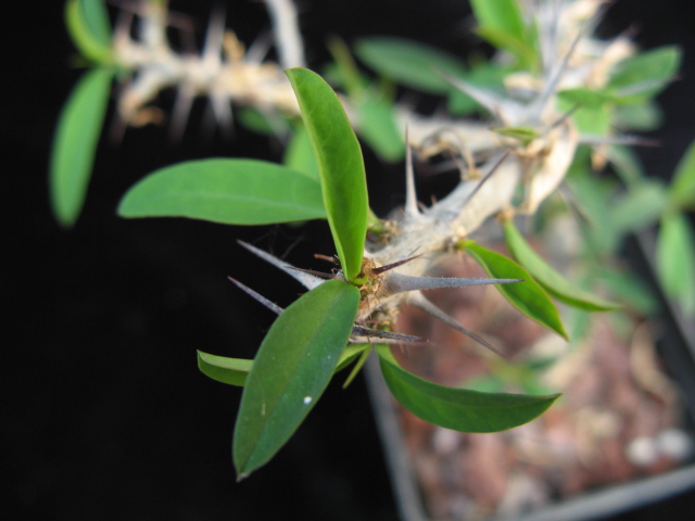Euphorbia sakarahensis 