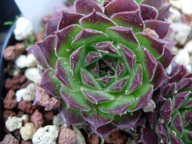 Sempervivum altum 