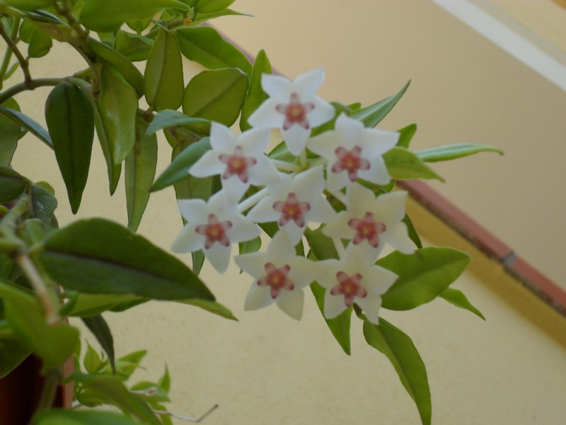 hoya bella