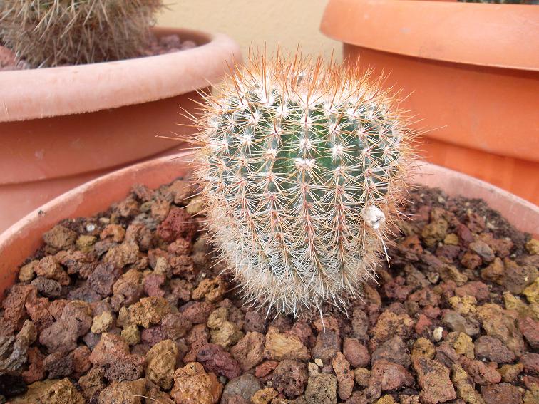 Notocactus floricomus 