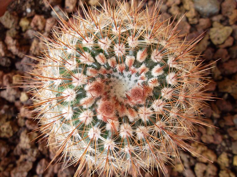 Notocactus floricomus 