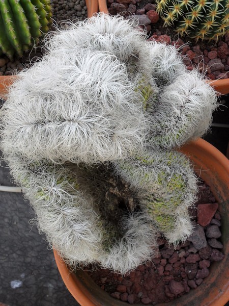 Cephalocereus senilis f. cristatus 