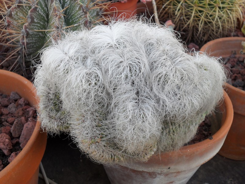 Cephalocereus senilis f. cristatus 