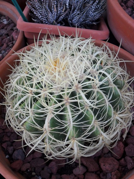 Echinocactus grusonii 