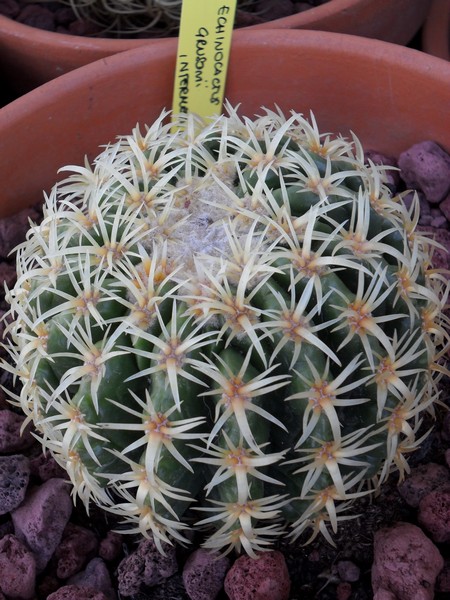 Echinocactus grusonii cv. intermedius 