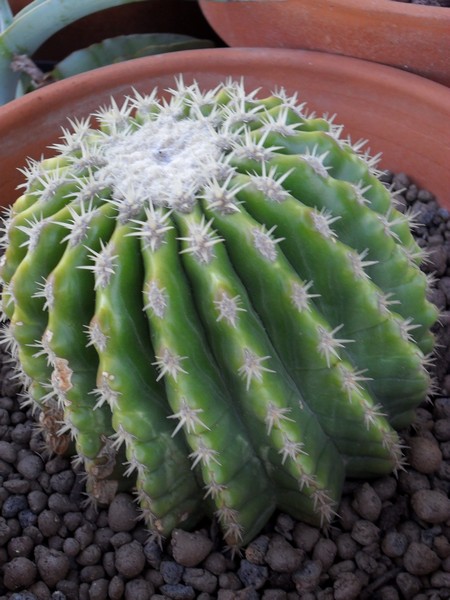 Echinocactus grusonii v. inermis 