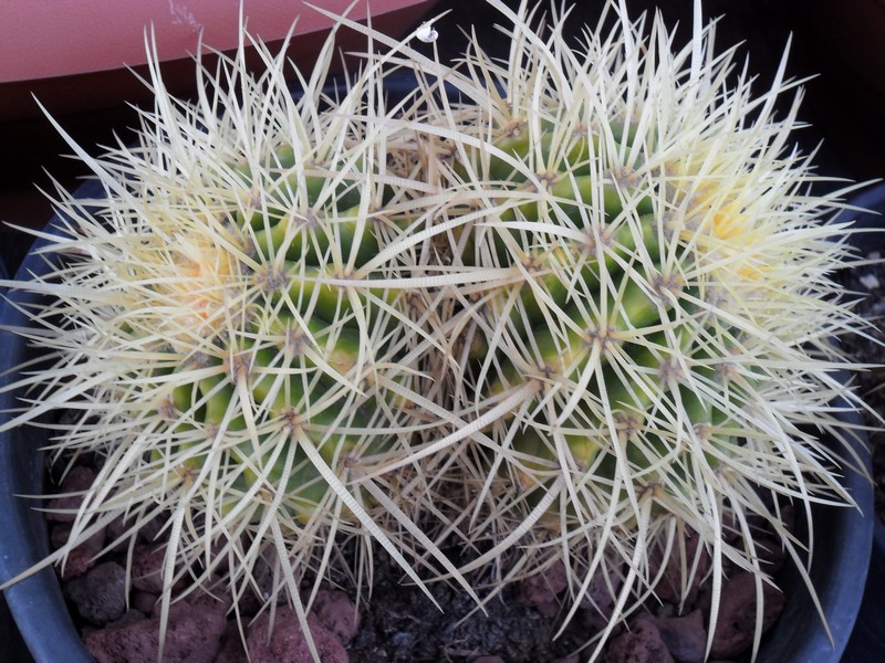 Echinocactus grusonii 