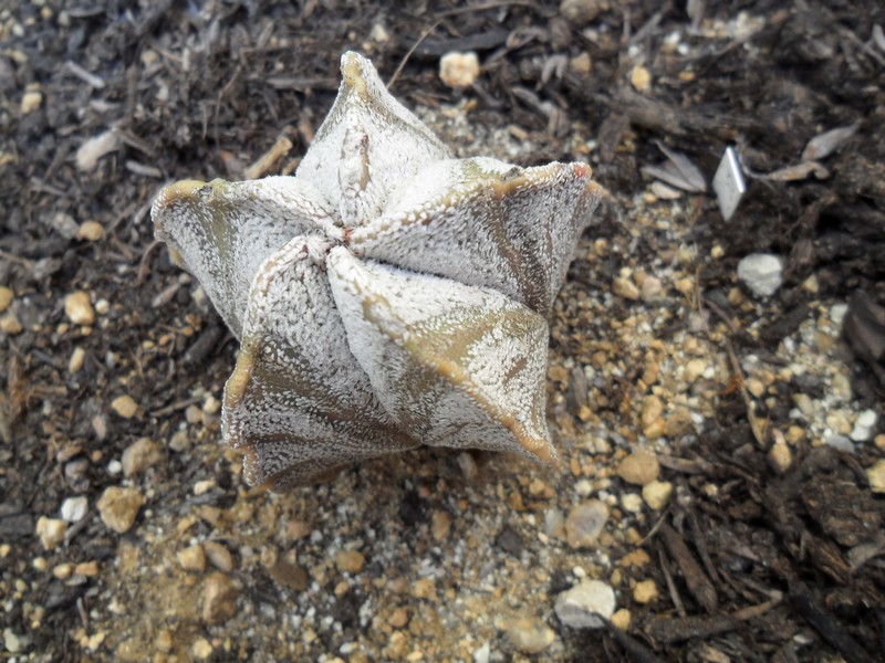 Astrophytum coahuilense 