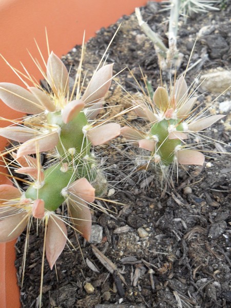 Quiabentia zehntneri 