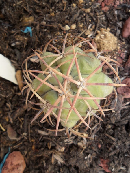 Echinocactus horizonthalonius 