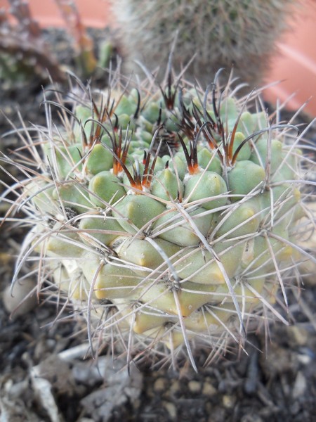 Neowerdermania worwerkii 