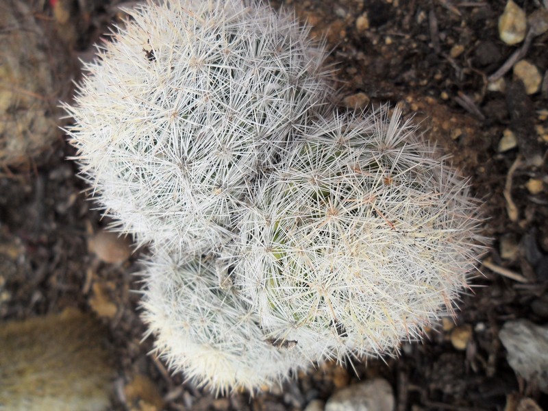 Mammillaria candida 