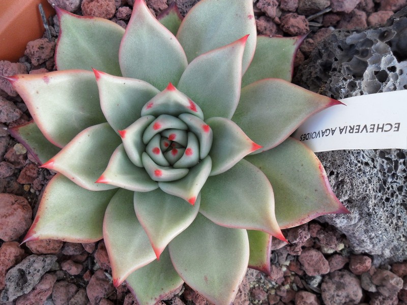 Echeveria agavoides 