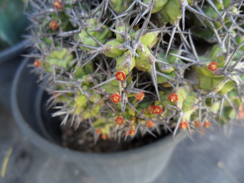 Euphorbia mitriformis 