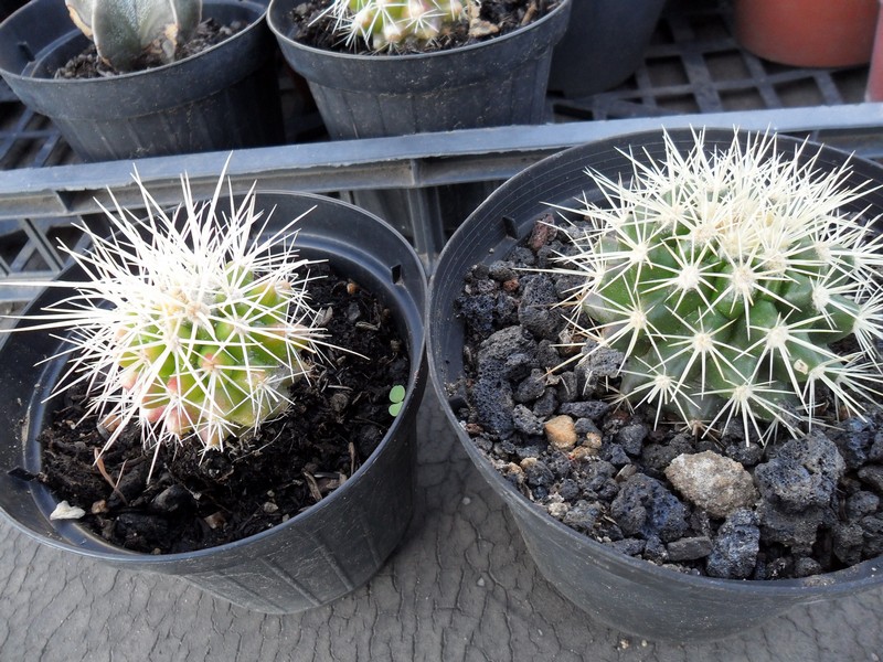 Echinocactus grusonii 