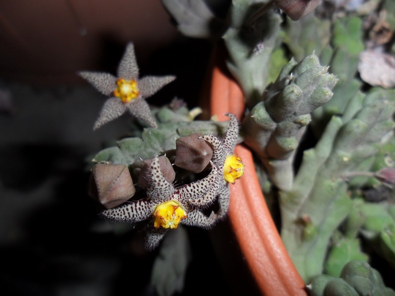 Piaranthus foetidus 