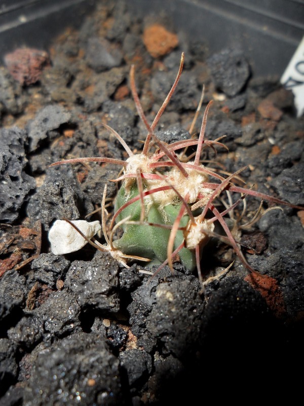 Echinocactus parryi 