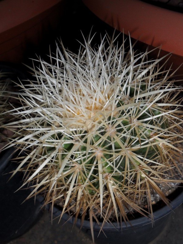 Echinocactus grusonii v. albispinus 